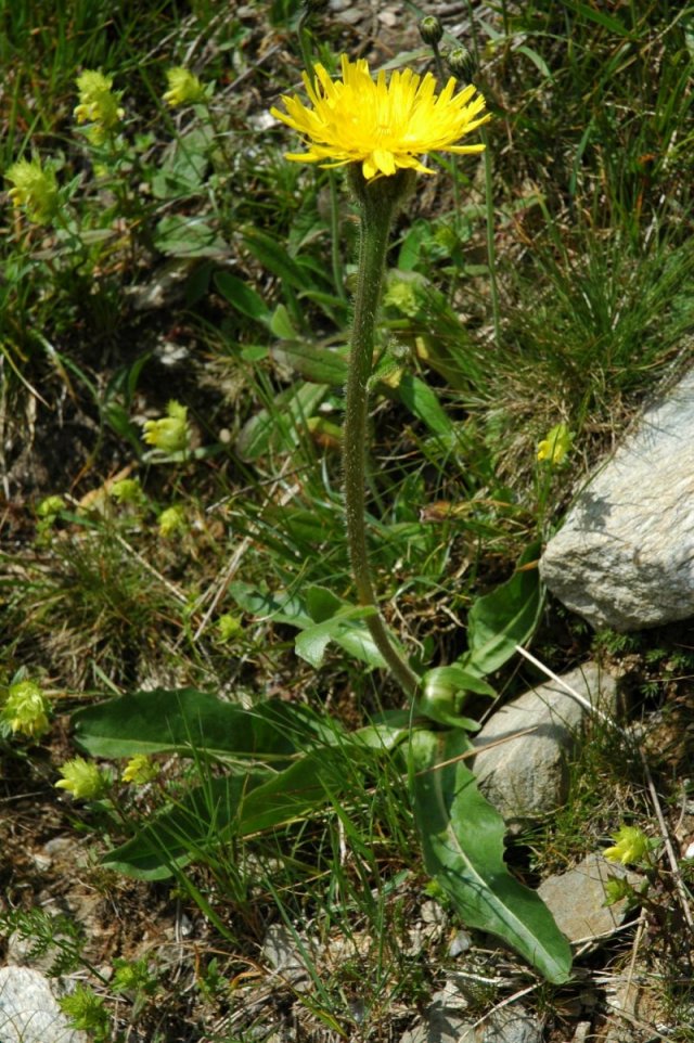 Hypochaeris uniflora